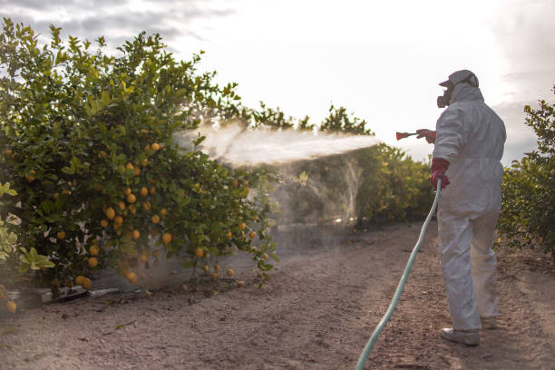 Best Local Pest Control Services  in Bangs, TX