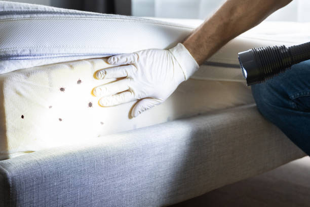 Reliable Bangs, TX Pest Control Solutions