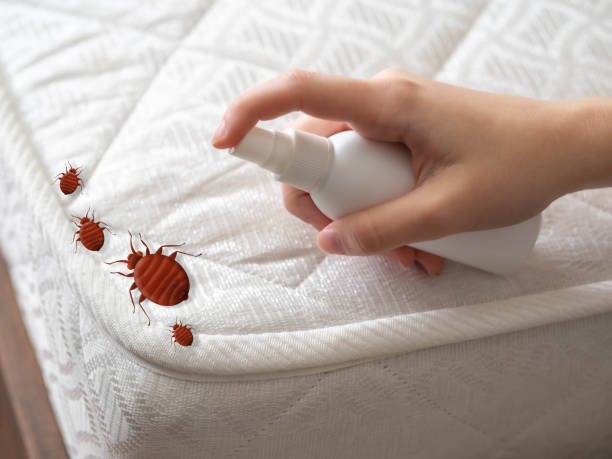 Best Spider Control Near Me  in Bangs, TX