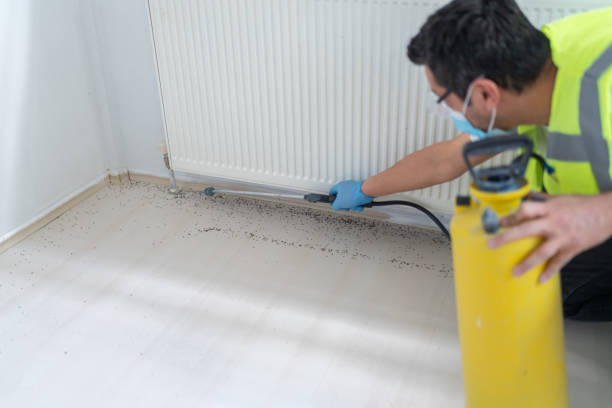 Best Ant Control Services  in Bangs, TX